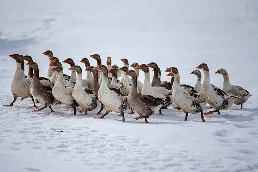 İstanbul'daki işini bıraktı, tek kuruş devlet desteği almadan Erzurum'da dev tesis kurdu 3